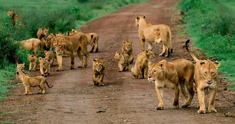 5 Nights / 6 Days Kenya Classic Safari